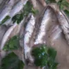Acciughe marinate con prezzemolo in un piatto