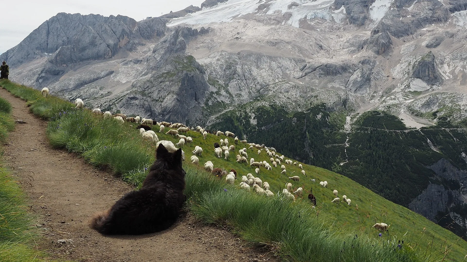 Cane da pastore che sorveglia un gregge di pecore al pascolo sulla Marmolada