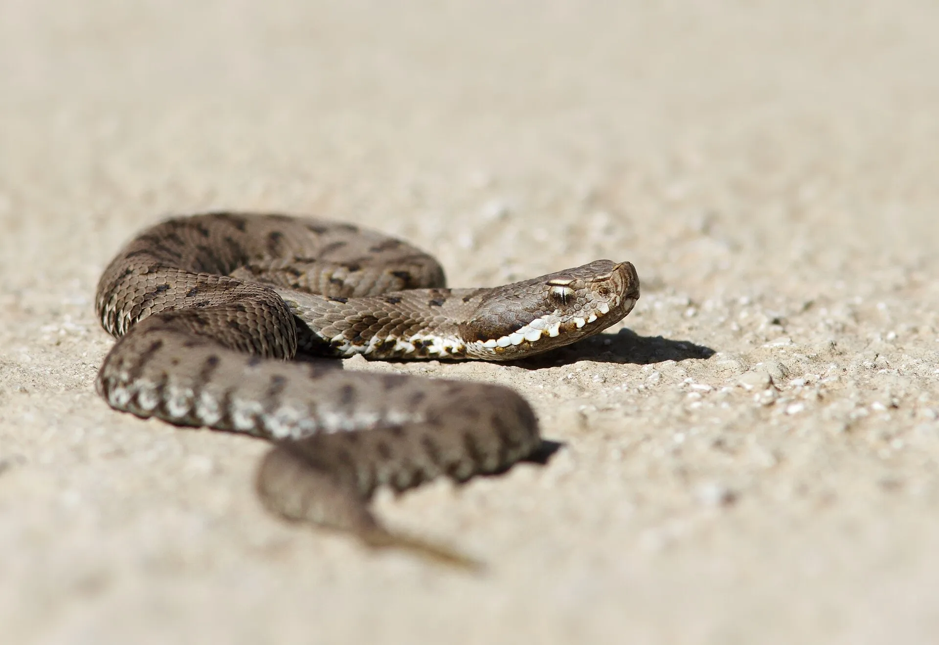 Giovane vipera comune (Vipera aspis) al sole in Toscana